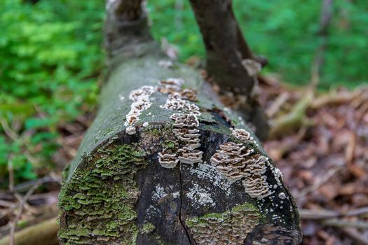 Saprophytic mushrooms (Coriolus versicolor) on a dead tree trunk