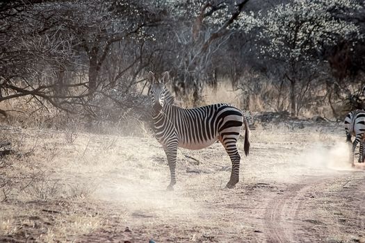 Burchell's zebra in Etosha National Park, Namibia