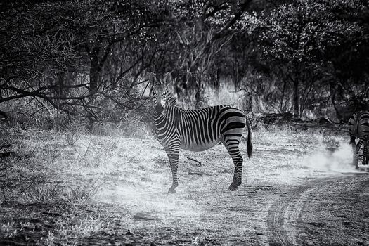 Burchell's zebra in Etosha National Park, Namibia