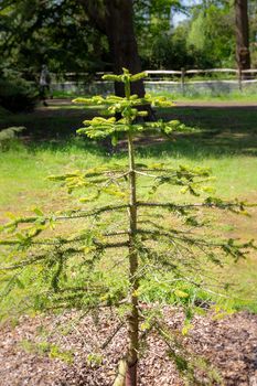 A young Sicilian Fir plant (abies nebrodensis).  It is an extremely rare evergreen coniferous tree that is classed as critically endangered.