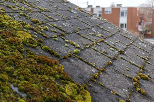 Green moss and algae on slate roof tiles