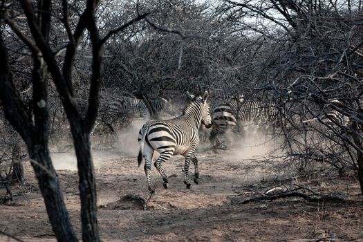 Burchell's zebra in Etosha National Park, Namibia