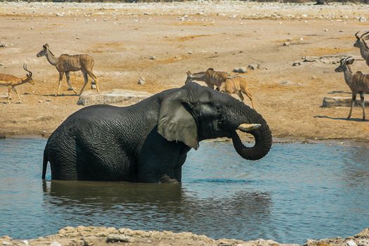 Namibian Elephant