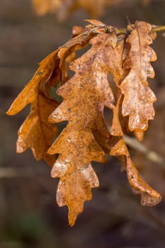 Brown autumnal leaves on the branch