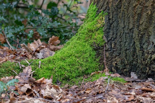 Moss covered tree trunks surrounded by autumnal leaves