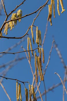 The long feathery male catkins against a clear blue sky