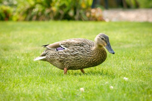 A mallard duck feeding in a grassy field