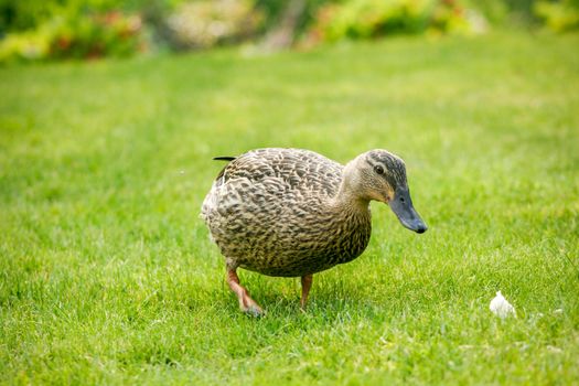 A mallard duck feeding in a grassy field