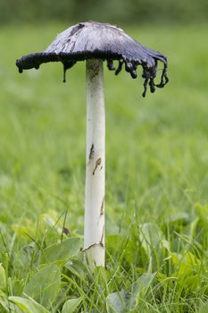 Shaggy Ink Cap (or Coprinus comatus fungi) edible mushroom