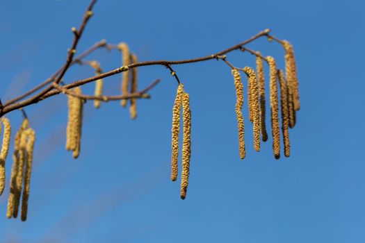 The long feathery male catkins against a clear blue sky