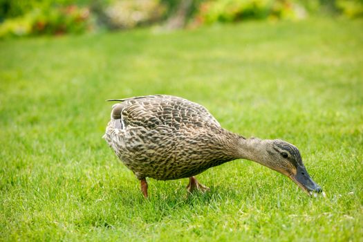 A mallard duck feeding in a grassy field