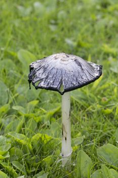 Shaggy Ink Cap (or Coprinus comatus fungi) edible mushroom