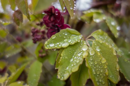 The foliage and flowers of the Akebia Quinata plant, also known as the Chocolate Vine