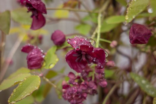 The foliage and flowers of the Akebia Quinata plant, also known as the Chocolate Vine