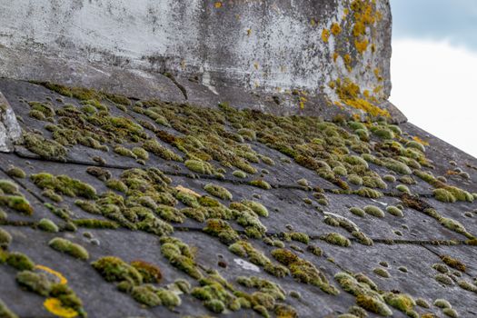 Green moss and algae on slate roof tiles