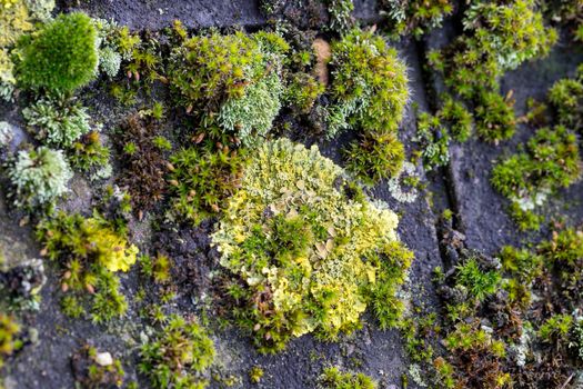 Green moss and algae on slate roof tiles