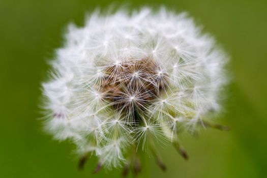 Close up of a dandelion head with a natural green background