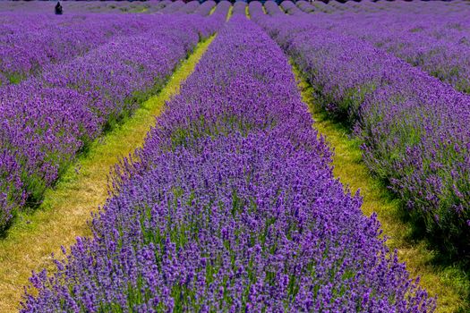 Person standing among the rows of flowering, blooming lavender plants (lavandula angustifolia) on a farm in England