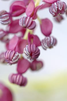 The foliage and flowers of the Akebia Quinata plant, also known as the Chocolate Vine