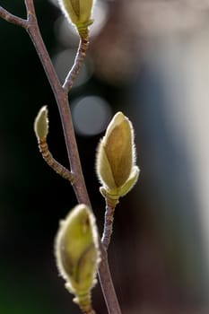 Magnolia buds growing in the late winter sunshine