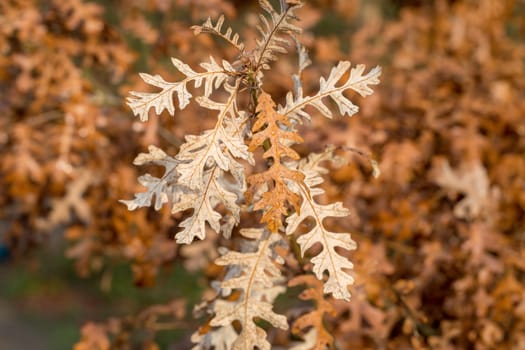 Brown autumnal leaves on the branch