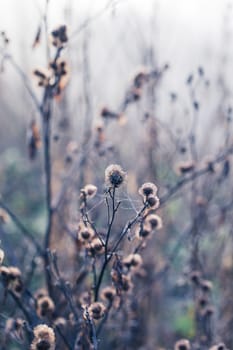 Burrs covered in dew laden spider cobweb, sparkling in the bright morning winter's sunshine