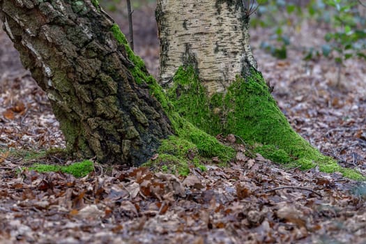 Moss covered tree trunks surrounded by autumnal leaves