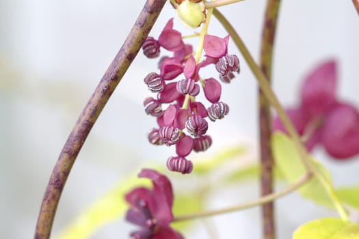 The foliage and flowers of the Akebia Quinata plant, also known as the Chocolate Vine