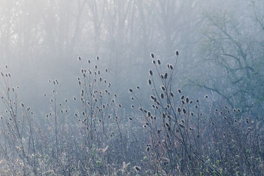 Burr covered in dew laden spider cobweb, sparkling in the bright morning winter's sunshine