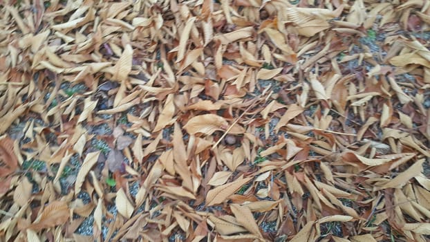 Dried brown and fresh green leaves on floor during autumn season. Leaves background for text and messages
