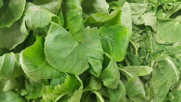 Close up view of lush green leaves of spinach vegetables. Vegetable background for text and advertisements.