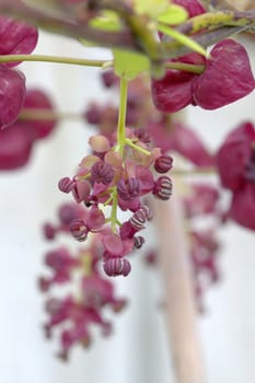 The foliage and flowers of the Akebia Quinata plant, also known as the Chocolate Vine