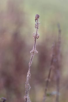 Bur covered in dew laden spider cobweb, sparkling in the bright morning winter's sunshine