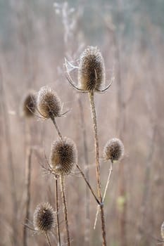 Bur covered in dew laden spider cobweb, sparkling in the bright morning winter's sunshine