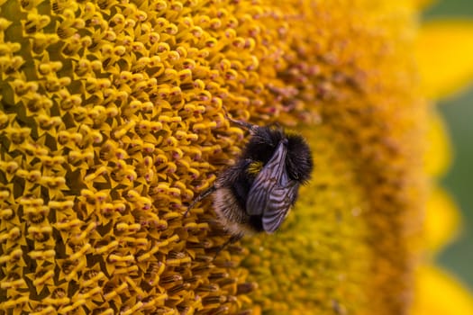 Detailed image of a bee on a sunflower plant