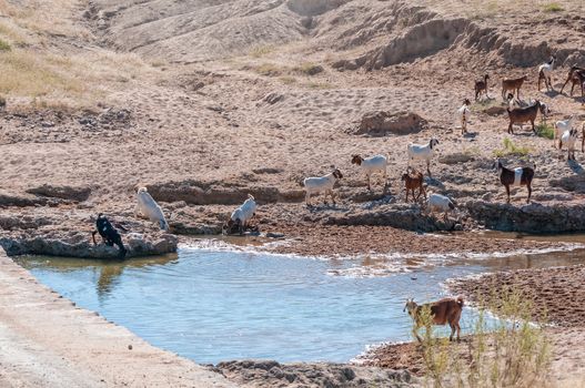 Goats are visible at a waterhole on the road between Opuwo and Epupa in the Kunene Region
