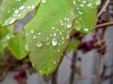 The foliage and flowers of the Akebia Quinata plant, also known as the Chocolate Vine