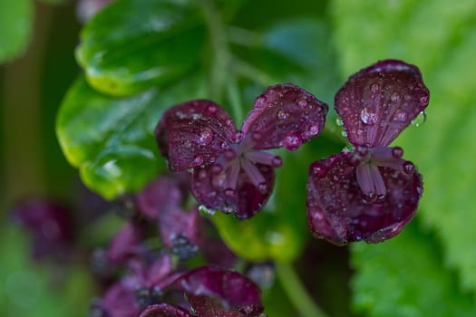 The foliage and flowers of the Akebia Quinata plant, also known as the Chocolate Vine