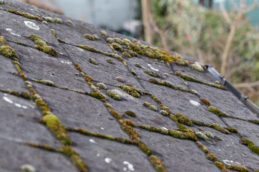 Green moss and algae on slate roof tiles