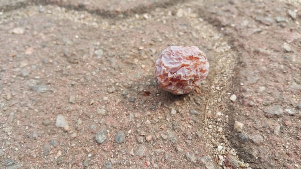 Ginkgo Biloba nut or fruit on  paved red brick floor 