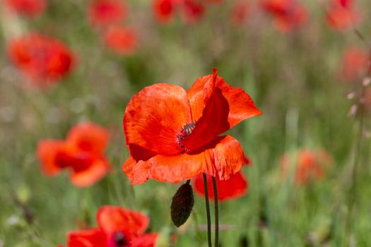 Close up of Poppy flowers (papaver rhoeas) in a field