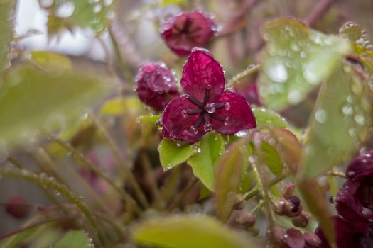 The foliage and flowers of the Akebia Quinata plant, also known as the Chocolate Vine