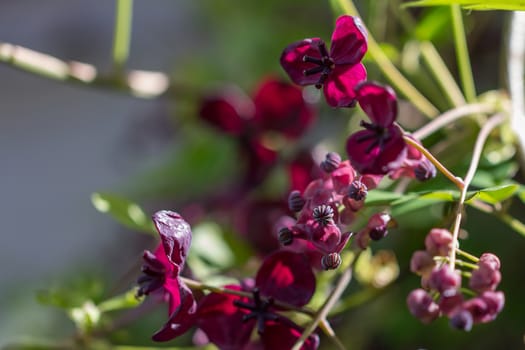 The foliage and flowers of the Akebia Quinata plant, also known as the Chocolate Vine