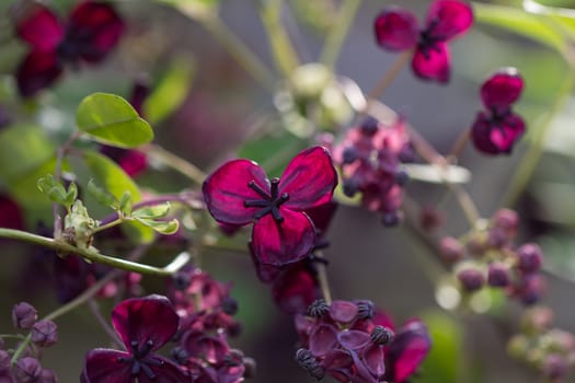 The foliage and flowers of the Akebia Quinata plant, also known as the Chocolate Vine