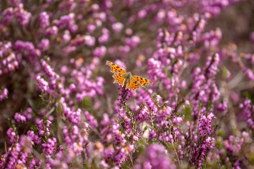 Comma Butterfly (Polygonia c-album) amongst pink flowering heather