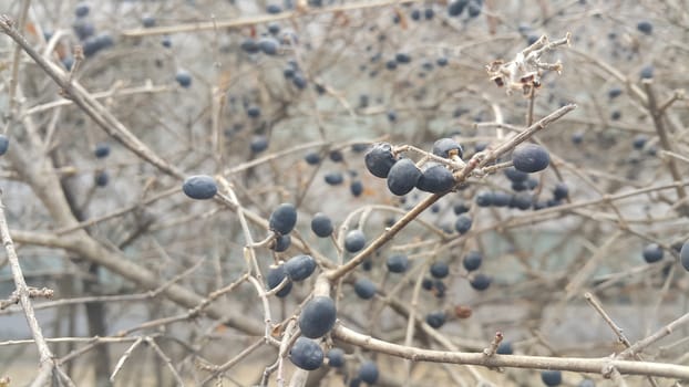 Closeup view of Black mountain ash berries: A selective focus view.