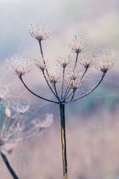 Burrs covered in dew laden spider cobweb, sparkling in the bright morning winter's sunshine