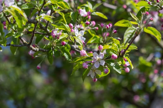 Pink and White Apple Blossom