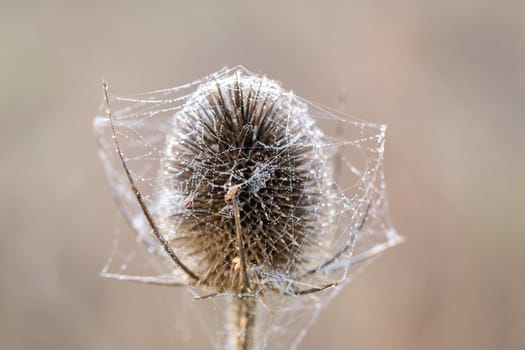 Bur covered in dew laden spider cobweb, sparkling in the bright morning winter's sunshine