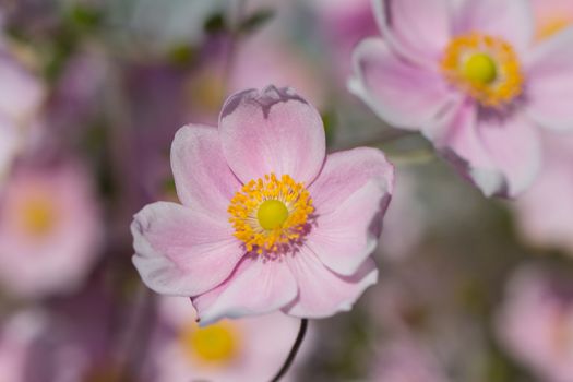 Japanese Anemone Flowers